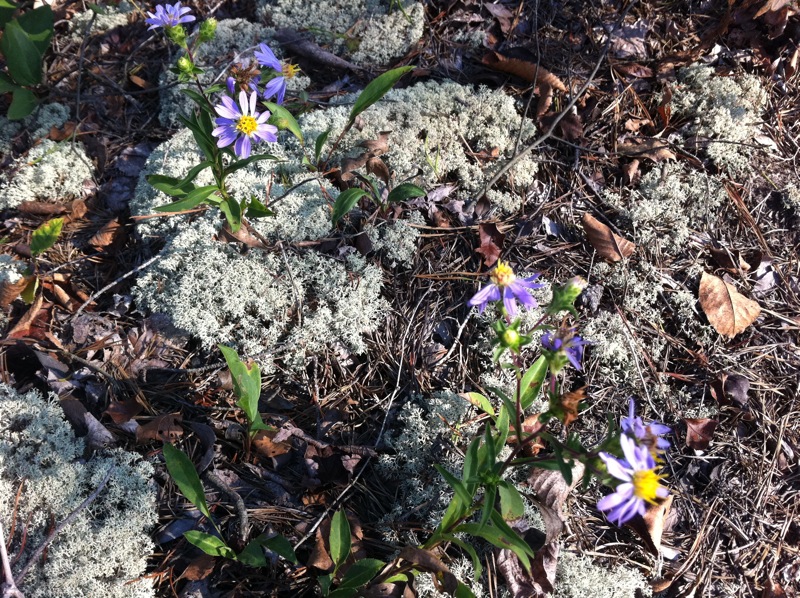 Auxier Ridge, a year after the fire